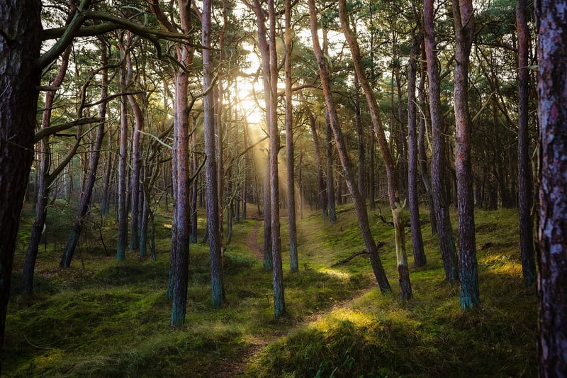 Enchanted Forest Vibes